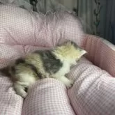 マンチカン(長足)【愛知県・女の子・2025年11月15日・ダイリュートキャリコ】の写真3