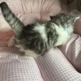 サイベリアンとマンチカンのMIX【愛知県・男の子・2025年9月25日・ブラウンタビー&ホワイト】の写真3