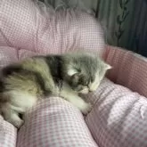 マンチカン(長足)【愛知県・女の子・2025年11月15日・ダイリュートキャリコ】の写真4