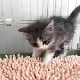 サイベリアン&ラグドールMIX【愛知県・男の子・2025年5月8日・ブルータビー&ホワイト】の写真4