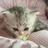 サイベリアンとマンチカンのMIX【愛知県・女の子・2025年9月25日・ブルータビー&ホワイト】の写真5