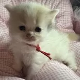 マンチカンとサイベリアンのMIX【愛知県・女の子・2025年9月23日・キャリコ】の写真5