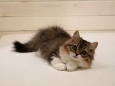 神奈川県のブリーダーを探す 全79件 51 60件目を表示 みんなの子猫ブリーダー 神奈川県のブリーダーを探す 全79件 51 60件目を表示 みんなの子猫ブリーダー