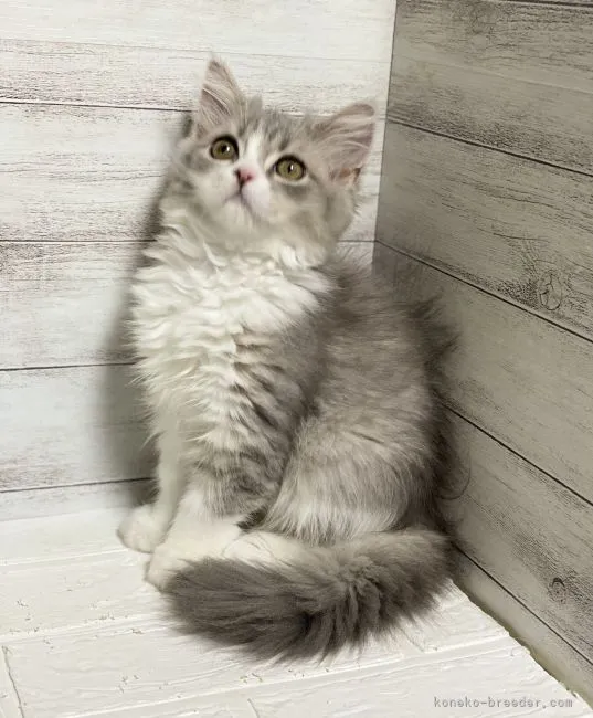 ID：2104-02436の子猫