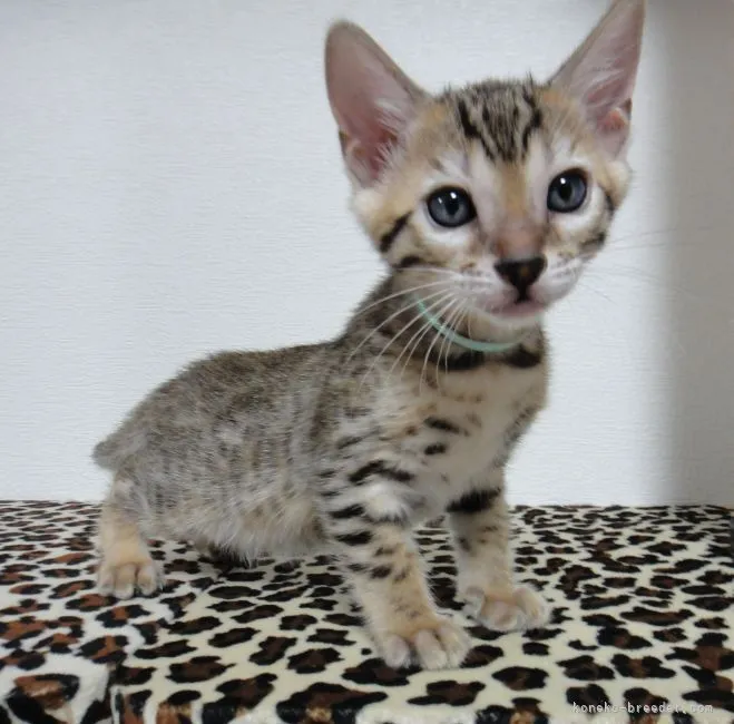 ID：2110-01408の子猫