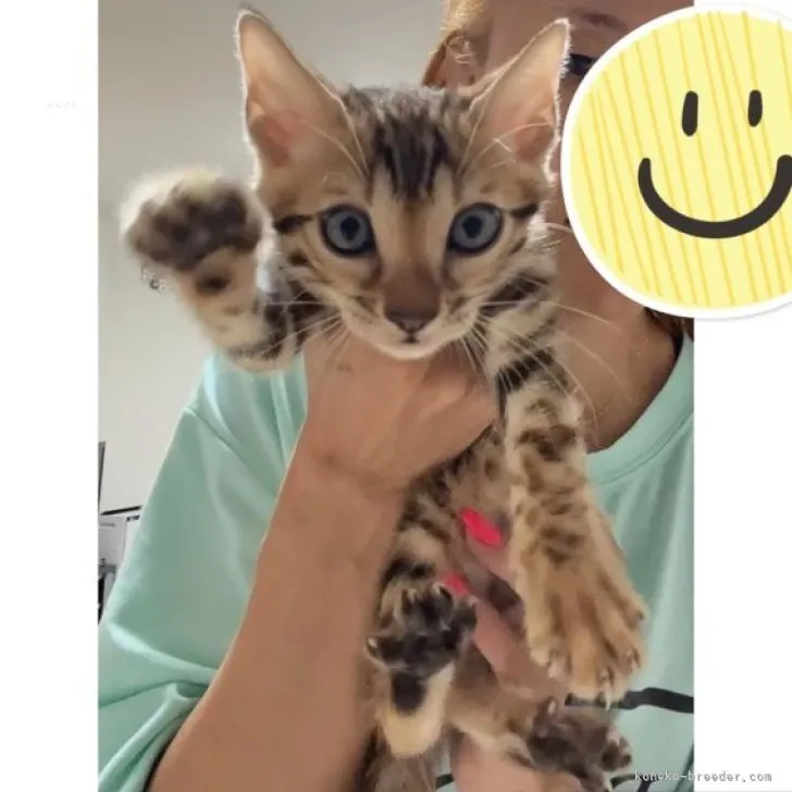 ベンガル【神奈川県・男の子・2023年8月12日・ブラウンスポテッドタビー(ロゼット)】の写真1