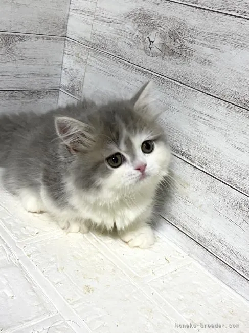 ID:2112-00956の子猫