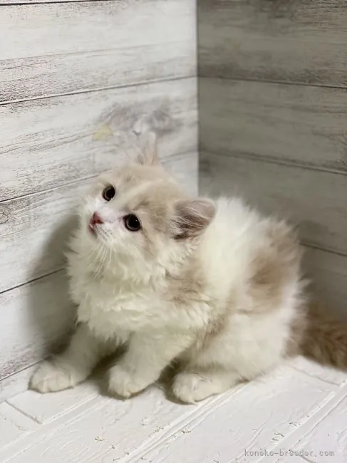 ID：2104-00722の子猫