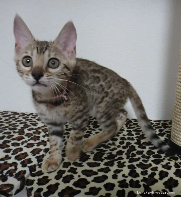 らぷ 様のお迎えした子猫