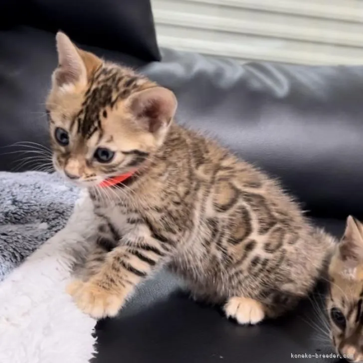 ID:2302-02042の子猫