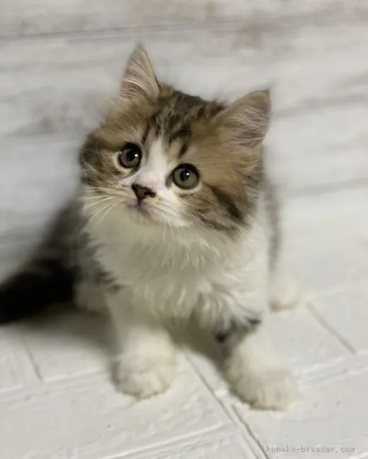 みさ 様のお迎えした子猫