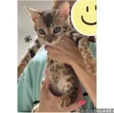 ベンガル【神奈川県・女の子・2023年8月12日・ブラウンスポテッドタビー(ロゼット)】の写真1