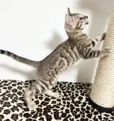 ベンガル【神奈川県・男の子・2022年4月13日・ブラウンスポテッドタビー(ロゼット)】の写真4