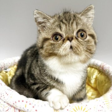 エキゾチックショートヘア【熊本県・男の子・2025年6月9日・ブラウンタビー&ホワイト】の写真「優良血統のあまあまちゃんな男の子♪」