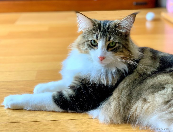 ノルウェージャンフォレストキャット【・男の子・2024年8月4日・ブラック(ブラウン)クラシックタビー&amp;ホワイト】「まだ若いですが女の子に優しく、子育て中のカノンママの事も優しく見守っています。」