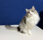 ノルウェージャンフォレストキャット【・女の子・2021年7月13日・ブルーマッカレルタビー&ホワイト】「いつも佇まいが綺麗で、ごはんをおねだりする声もとっても可愛いんです🩷」