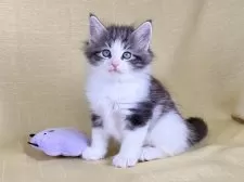 ノルウェージャンフォレストキャット【東京都・男の子・2025年8月5日・ブラッククラシックタビー&ホワイト】の写真6