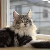 ノルウェージャンフォレストキャット【東京都・男の子・2025年8月5日・ブラッククラシックタビー&ホワイト】の写真2