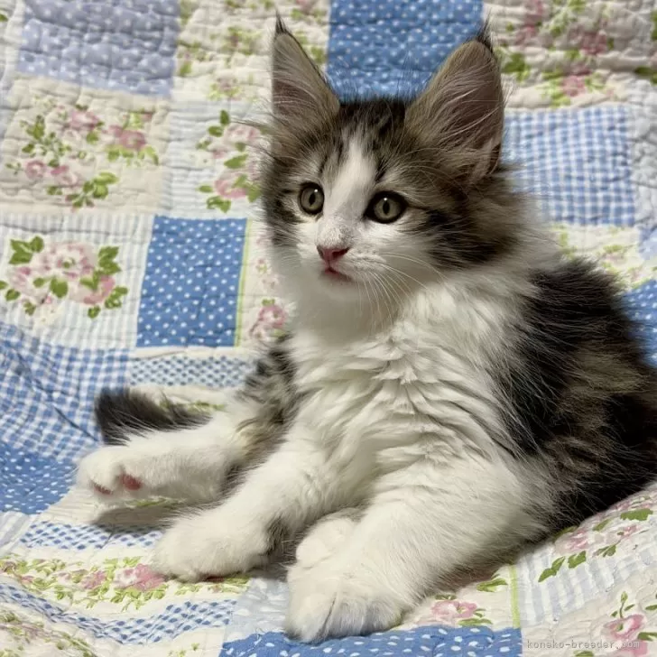 ID:2504-00235の子猫