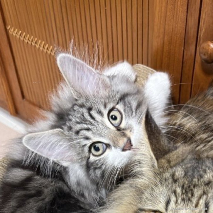 ブリーダー画像