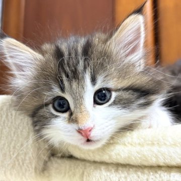 ノルウェージャンフォレストキャット【東京都・女の子・2025年10月17日・ブラウンクラッシックタビー&ホワイト（ダブルコート）】の写真「好奇心旺盛な明るい女の子💕」