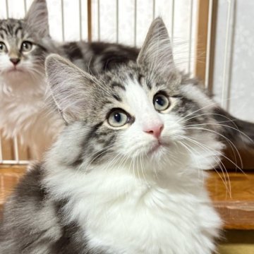 ノルウェージャンフォレストキャット【東京都・男の子・2025年8月5日・ブラッククラシックタビー&ホワイト（ダブルコート）】の写真「家族が決まりました🍀」