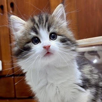 ノルウェージャンフォレストキャット【東京都・男の子・2025年10月17日・ブラウンクラッシックタビー&ホワイト（ダブルコート）】の写真「目が魅力的なクールな男の子🍀」