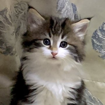 ノルウェージャンフォレストキャット【東京都・女の子・2025年10月17日・ブラウンクラッシックタビー&ホワイト（ダブルコート）】の写真「好奇心旺盛な明るい女の子💕」