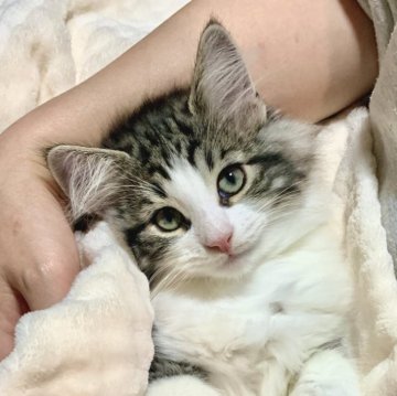 ノルウェージャンフォレストキャット【東京都・男の子・2025年8月5日・ブラッククラシックタビー&ホワイト（ダブルコート）】の写真「お膝の上が大好き💕キュートなお顔の男の子🐱✨」