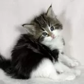 ノルウェージャンフォレストキャット