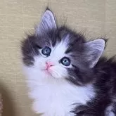 ノルウェージャンフォレストキャット
