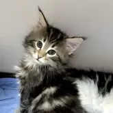 ノルウェージャンフォレストキャット