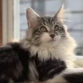 ノルウェージャンフォレストキャット