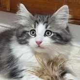 ノルウェージャンフォレストキャット