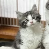 ノルウェージャンフォレストキャット
