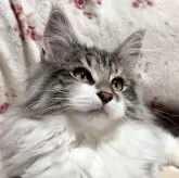 ノルウェージャンフォレストキャット