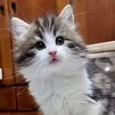 ノルウェージャンフォレストキャット