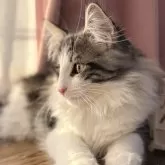 ノルウェージャンフォレストキャット