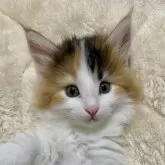 ノルウェージャンフォレストキャット
