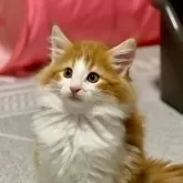 ノルウェージャンフォレストキャット