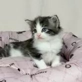 ノルウェージャンフォレストキャット【東京都・男の子・2025年8月5日・ブラッククラシックタビー&ホワイト】の写真10