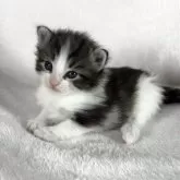 ノルウェージャンフォレストキャット【東京都・男の子・2025年8月5日・ブラッククラシックタビー&ホワイト】の写真11