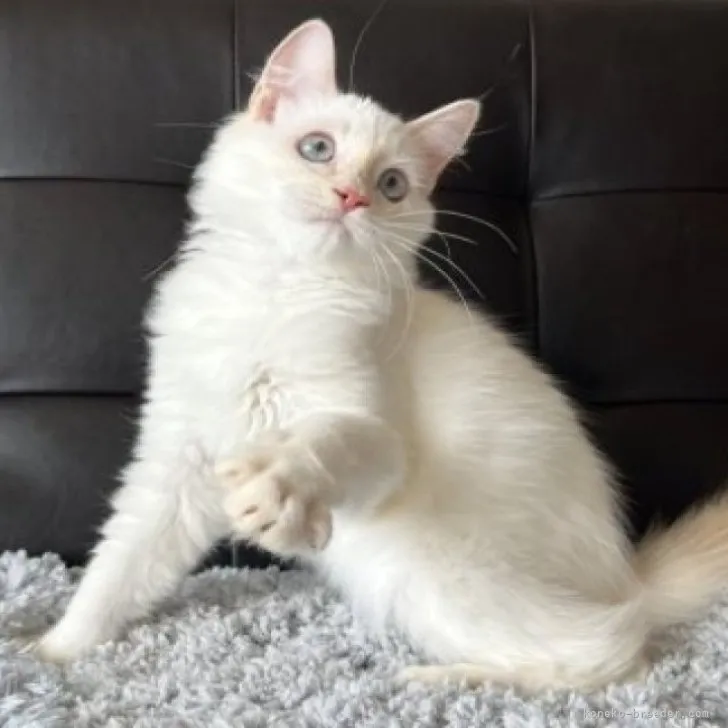 ID：2212-00946の子猫