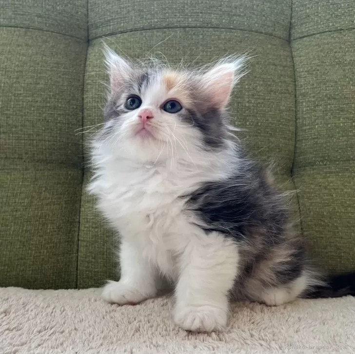 ID：2408-02082の子猫