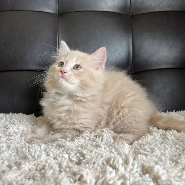 ID:2203-01336の子猫