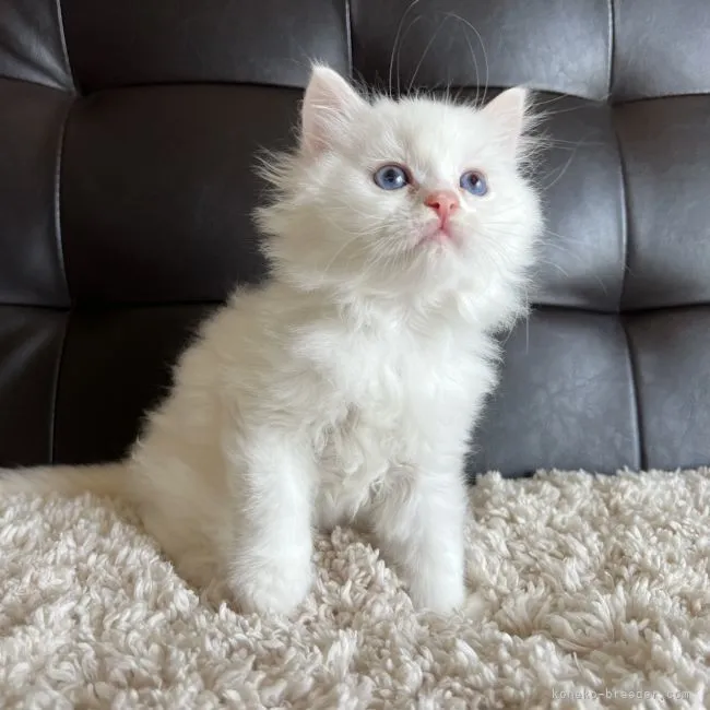 ID：2203-01337の子猫
