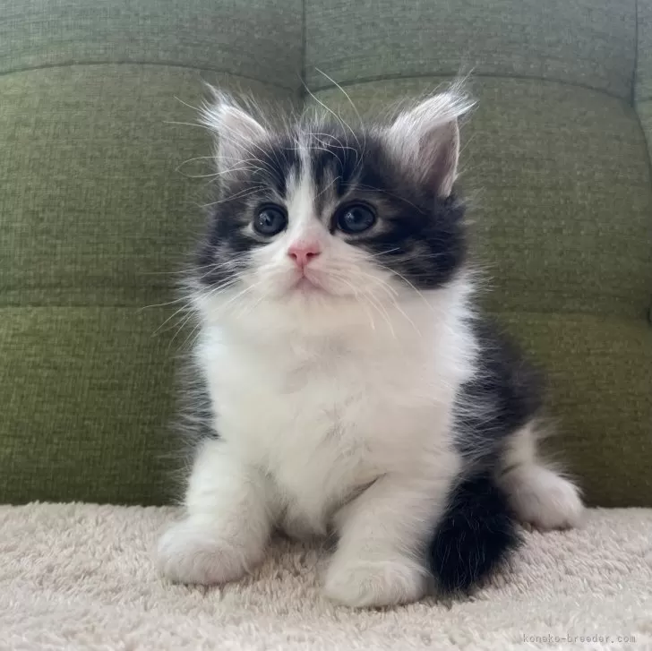 ID：2407-02684の子猫