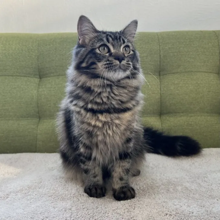 ID:2212-00521の子猫