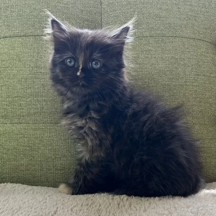 ID:2405-01147の子猫