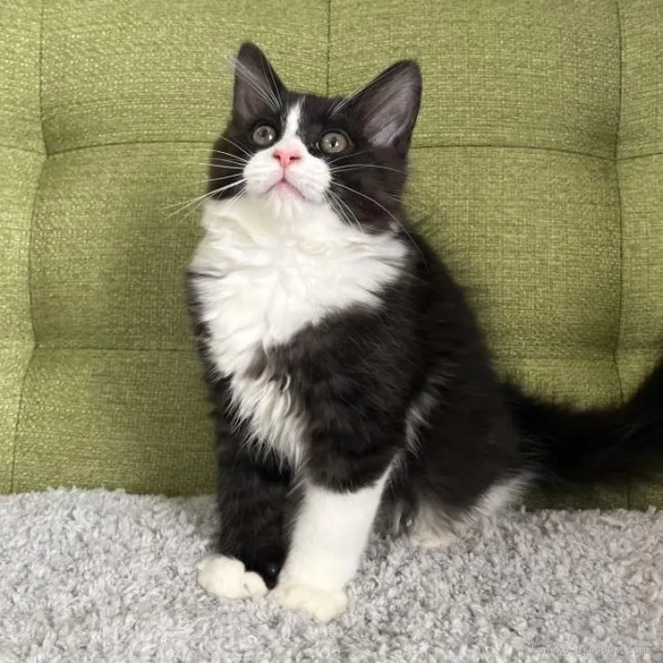 ID:2301-00877の子猫
